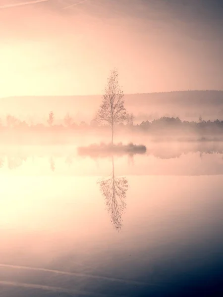 Gras und ein Baum auf einer Insel inmitten des Sees. lila Morgen — Stockfoto