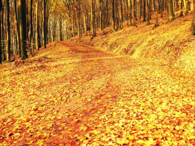 Sonbahar sezonu. Altın Orman yolundaki ağaçta sayesinde güneş 