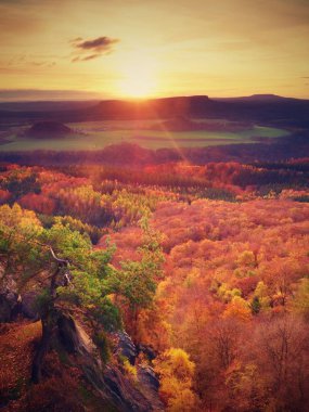 Derin puslu Vadisi için dalları ile sonbahar öğleden sonra içinde görüntüleyin. Foggy ve kum sabahı