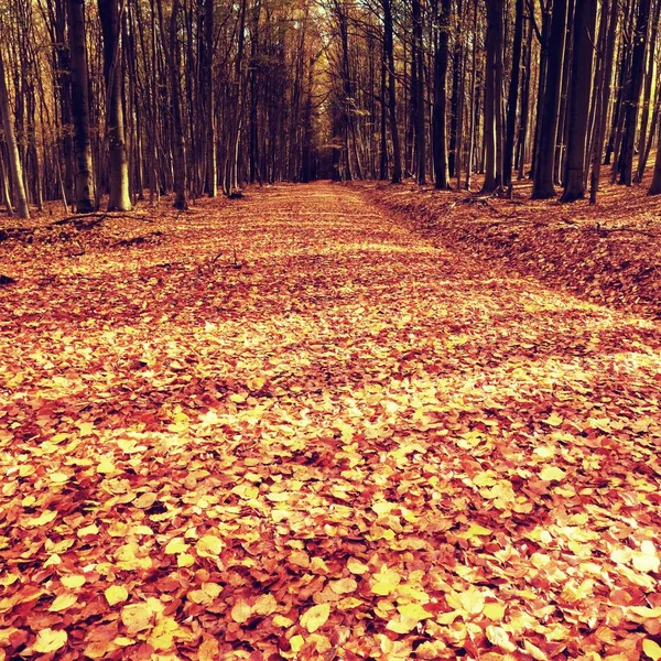 ブナの木は初期の秋の森の中でのパス。新鮮な色 — ストック写真
