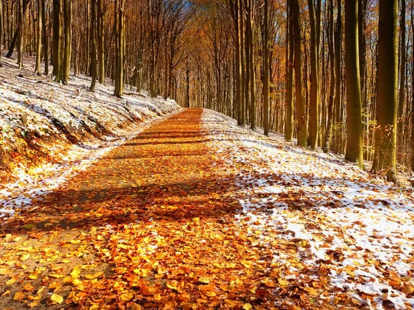 Primera nieve sobre hojas coloridas. Naturaleza otoñal. Camino en madera de otoño . —  Fotos de Stock