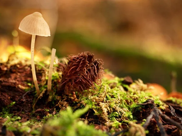 Único fungo branco, folhas de faia na floresta de outono . — Fotografia de Stock