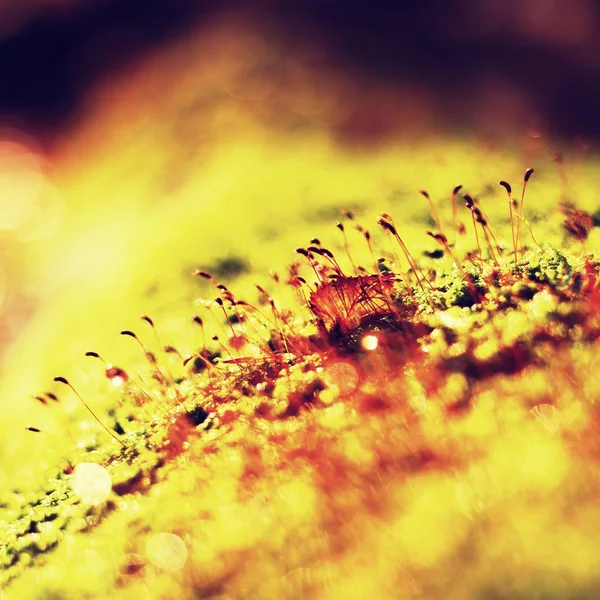 Single brown leaf foreground, beech leaves in autumn forest. — Stock Photo, Image