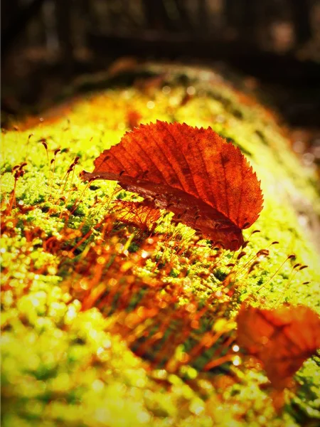 Pojedynczy liść brązowy pierwszego planu, buk liści w lesie jesienią. — Zdjęcie stockowe