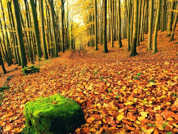Herbstzeit. Sonne durch Bäume auf Pfad im goldenen Wald — Stockfoto