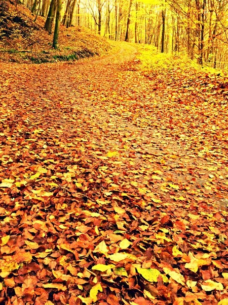 Temporada de otoño. Sol a través de árboles en sendero en bosque dorado — Foto de Stock