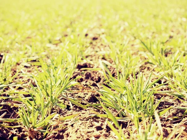 As trilhas no campo de primavera de trigo jovem. Argila seca rachada — Fotografia de Stock