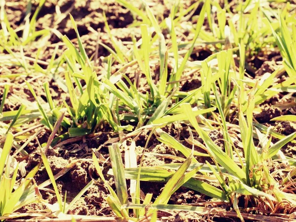 Les sentiers dans le champ de printemps de jeunes blés. Argile craquelée sèche — Photo