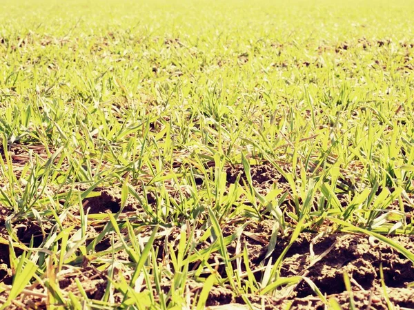 Les sentiers dans le champ de printemps de jeunes blés. Argile craquelée sèche — Photo