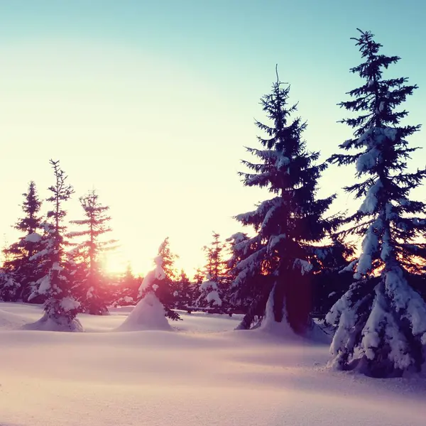 Winter in mountains. Fresh powder snow covered trees — Stock Photo, Image