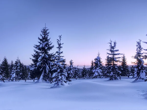 Vinter i fjällen. Färsk pulver snötäckta träd — Stockfoto