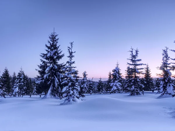 Winter in mountains. Fresh powder snow covered trees — Stock Photo, Image