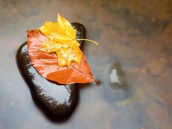 Autumn nature. Detail of rotten orange red  maple leaf. Fall leaf lay on dark stone in blurred mirror — Stock Photo, Image