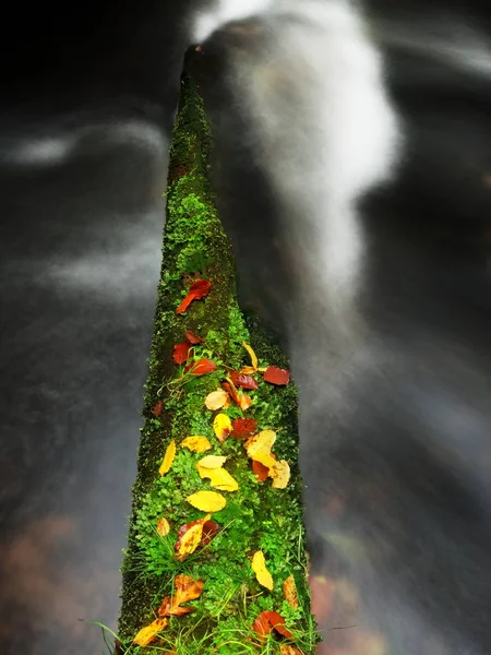 Rotto tronco muschiato di pioppo tremulo cadere nel fiume di montagna. Foglie arancioni e gialle — Foto Stock
