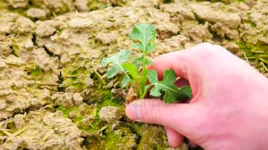 Çiftçi çiçek kolza bahar alanında kalitesini kontrol edin. Yaprak, SAP ve genç kolza (Brassica napus), tecavüz, yağlı tohum tecavüz, rapa, rappi veya rapaseed bilinen kökleri. Ayrıntı görünümü içinde palmiye küçük bitkiler için