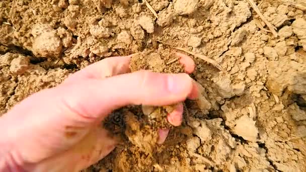 Mano de piel rosa buscando algo en arcilla polvorienta extremadamente seca. El viento suave quita el polvo de la palma, el polvo entre los dedos, uñas sucias . — Vídeo de stock