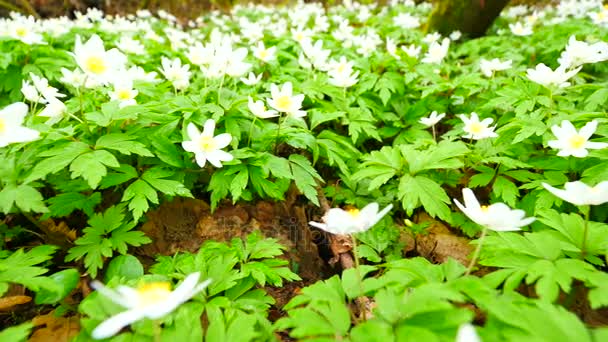 A meadow full of wood anemones in blossom, slow camera movement close up to ground. Flowering anemone nemorosa (well known as windflower or thimbleweed or smell fox) during spring season — Stock Video