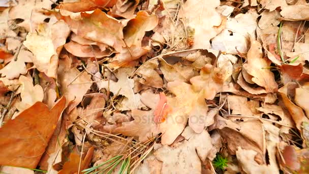 Lovagkereszt tölgyfalombokkal. Őszi park földön szőnyegen száraz narancssárga tölgy levelek, törött ágakat, és hosszú fenyő tűlevelek. Földre közelről lassú kameramozgás. — Stock videók