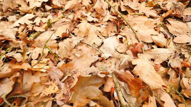 Oak leaves. Autumn park ground with carpet of dry orange oak leaves, broken twigs and long pine needles. Slow camera movement close up to ground. — Stock Video