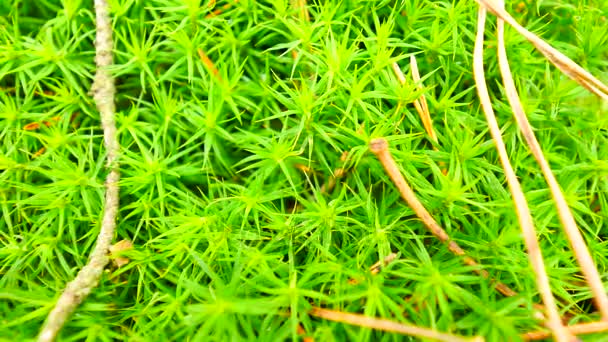 Musgo fresco verde molhado no chão com folhas caídas. Agulhas de pinheiro seco, galhos e folhas secas em musgo verde. Floresta no início da primavera. Câmera se movendo de perto para o chão . — Vídeo de Stock
