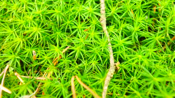 Frisches grünes nasses Moos auf dem Boden mit abgefallenen Blättern. Tannennadeln, Zweige und trockene Blätter in grünem Moos. Waldboden zu Frühlingsbeginn. Kamera rückt nah an Boden heran. — Stockvideo