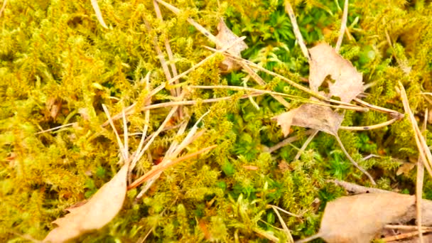 Старые желтые листья упали на сухие мхи. Сухие мелкие растения мха, сухие сосновые иголки и сухие дубовые листья. Лесной массив начало весны. Камера движется близко к земле . — стоковое видео