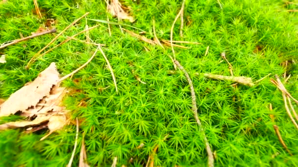 新鲜的绿色湿的苔藓与地上的树叶。干松针、 树枝、 干树叶在绿色的青苔。在春天开始的森林地面。相机移动紧靠地面. — 图库视频影像