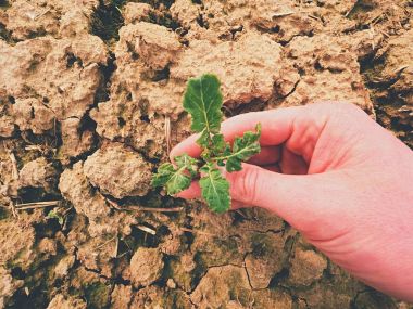 Çiftçi çiçek kolza bahar alanında kalitesini kontrol edin. Yaprak, SAP ve genç kolza (Brassica napus kökleri)