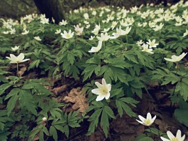Ahşap anemon çiçeği içinde. Çiçekli anemone nemorosa (windflower veya Lale veya koku fox olarak bilinen) 