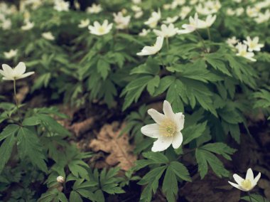 Ahşap anemon çiçeği içinde. Çiçekli anemone nemorosa (windflower veya Lale veya koku fox olarak bilinen) 