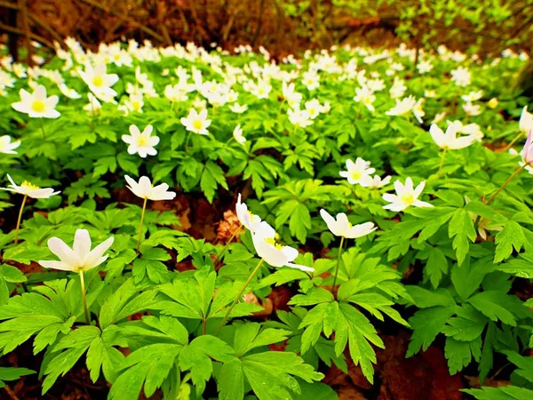 Hout anemonen in bloei. Bloei anemone nemorosa (bekend als windflower of thimbleweed of geur fox) — Stockfoto