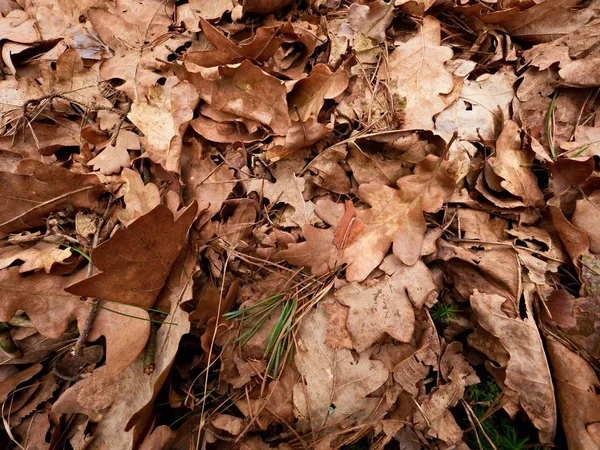 Feuilles de chêne. Parc d'automne sol avec tapis de feuilles de chêne orange sèches, brindilles cassées et longues aiguilles de pin . — Photo