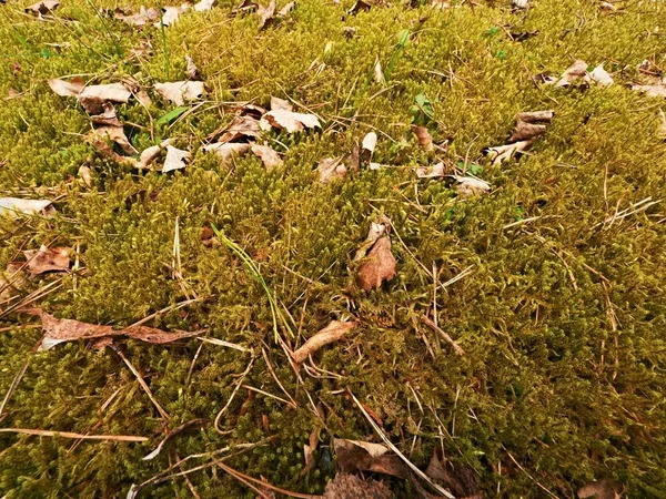 Alte gelbe Blätter fallen auf trockenes Moos. Trockene kleine Pflanzen aus Moos, trockenen Kiefernnadeln und trockenen Eichenblättern. — Stockfoto