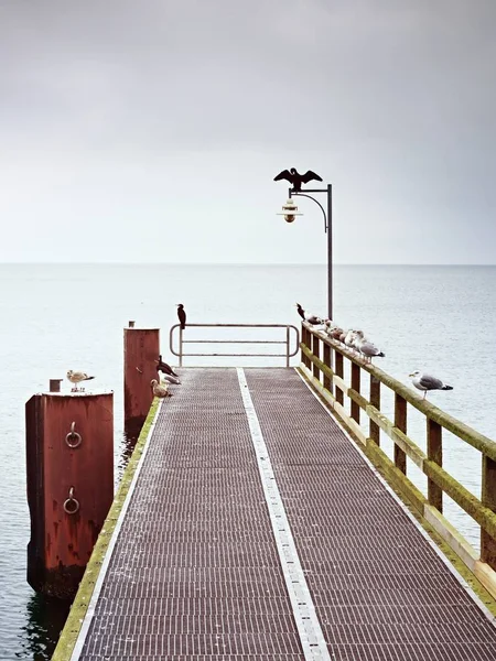 Píer vazio no porto. Placa de grade de aço. Corvo-marinho preto sentar-se na lâmpada . — Fotografia de Stock
