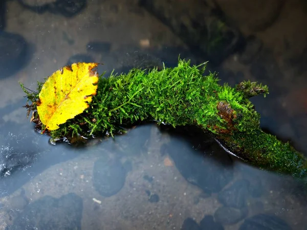 Broken mossy trunk of aspen tree fall in mountain river. Orange and yellow leaves — Stock Photo, Image