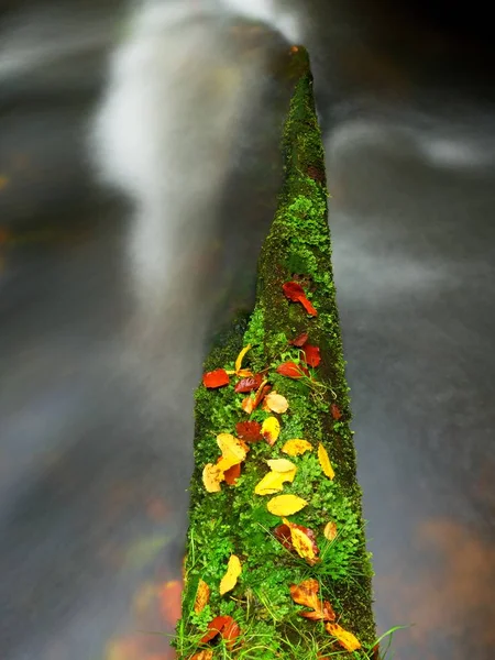Faggi arancioni e gialli foglie su ramo, acqua limpida che scorre sotto l'albero caduto — Foto Stock