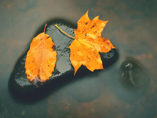 . Hoja de arce punteada naranja amarilla podrida en agua fría del arroyo de montaña . — Foto de Stock