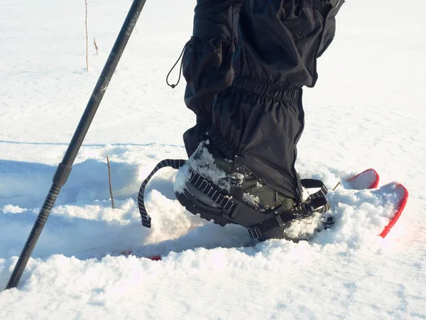Man legs with snowshoes walk in snow. Detail of winter hike in snowdrift, snowshoeing