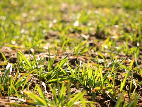 Jejak di padang musim semi gandum muda. Tanah liat kering yang retak — Stok Foto