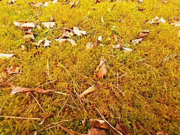 Tapete da floresta. Folhas velhas em musgo seco na floresta. musgo empoeirado seco, agulhas de pinheiro seco — Fotografia de Stock