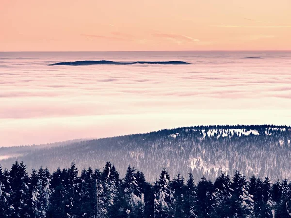 Vinterkväll i bergen. Pulver snötäckta skogen — Stockfoto