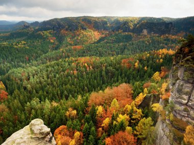 Kasım başında soğuk sabah sonbahar doğada. Renkli sonbahar sabah