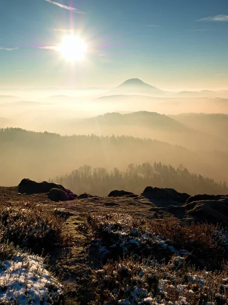 Erster Schnee in Nadeln von Kiefern und Heidekraut auf Felsen. — Stockfoto