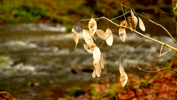 Trockener Stiel von mehrjährigen Blumen Ehrlichkeit am Flussbett. Blütenstiel mit Samen bewegt sich im Wind. — Stockvideo