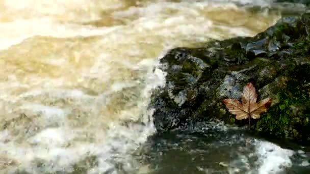 Les feuilles d'érable cassées sèches. Pierres de basalte moussues dans l'eau boueuse du ruisseau de montagne . — Video