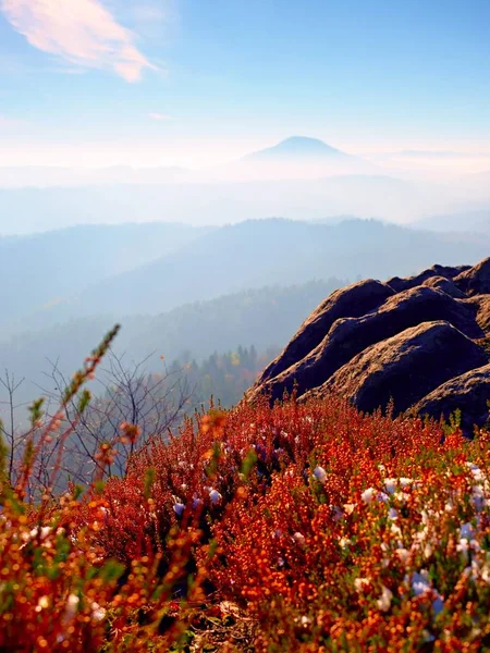 Snow in ink red blooming of heather bush on cliff in park. Hilly countryside with long valley full of autumn fog. — Stock Photo, Image