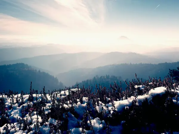 Snow in ink red blooming of heather bush on cliff in park. Hilly countryside with long valley full of autumn fog. — Stock Photo, Image