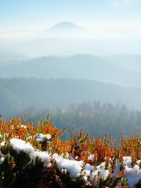 Snow in ink red blooming of heather bush on cliff in park. Hilly countryside with long valley full of autumn fog. — Stock Photo, Image