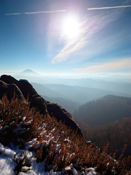 Schnee in Tinte rot blühende Heidekrautbüsche auf einer Klippe im Park. Hügellandschaft mit langem Tal voller Herbstnebel. — Stockfoto