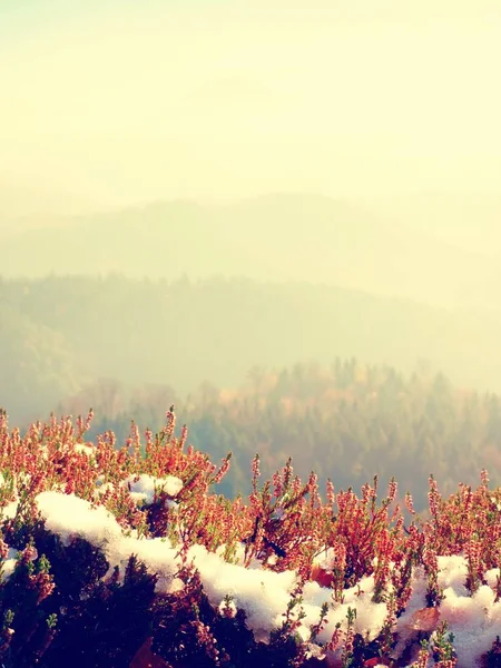 Snow in ink red blooming of heather bush on cliff in park. Hilly countryside with long valley full of autumn fog. — Stock Photo, Image